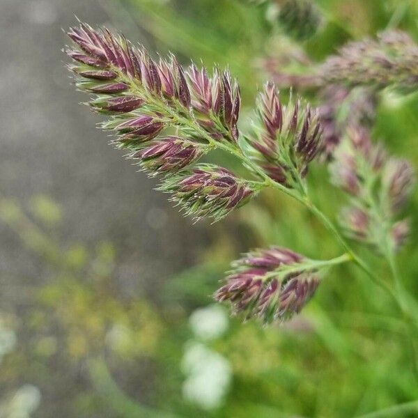 Dactylis glomerata Цветок