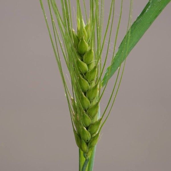 Hordeum vulgare Owoc