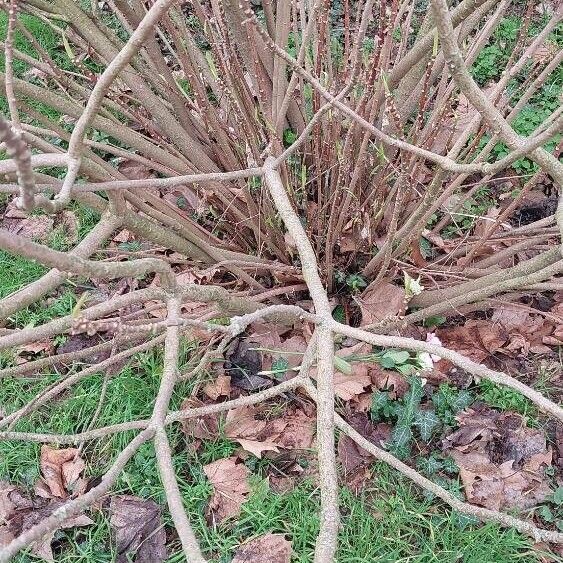 Edgeworthia chrysantha പുറംതൊലി