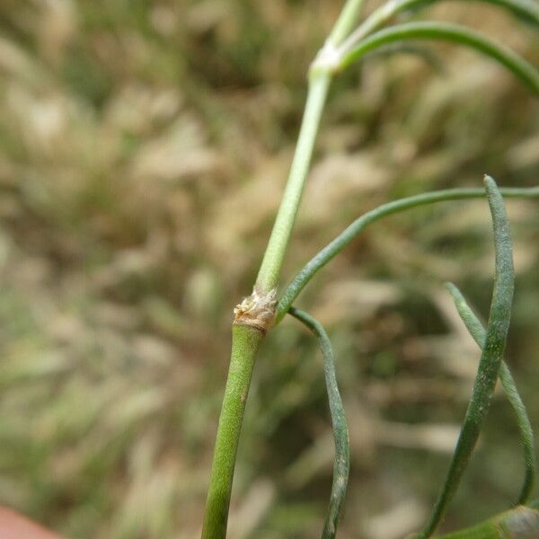 Spergularia marina Leaf