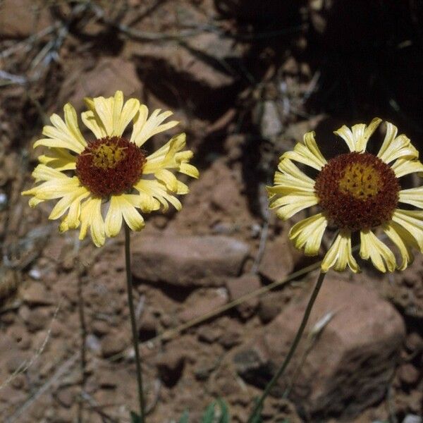 Gaillardia pinnatifida Flower