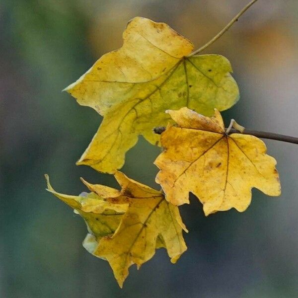 Acer saccharum Leaf