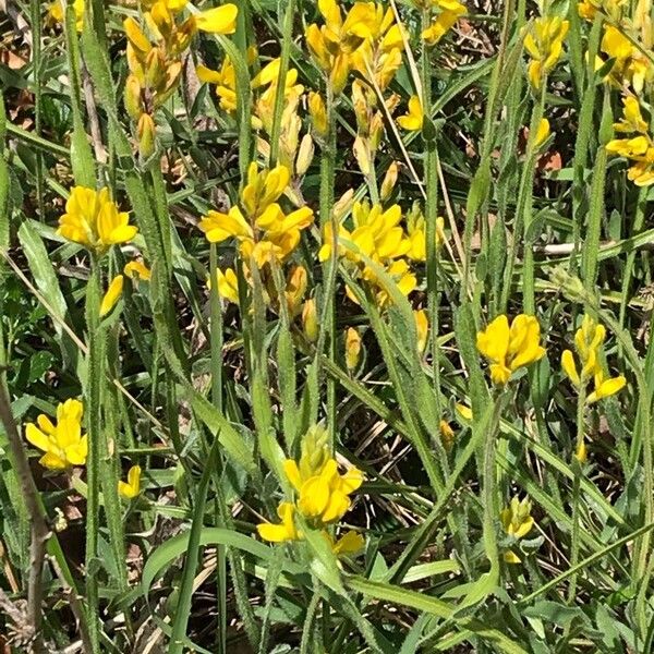 Genista sagittalis Flower