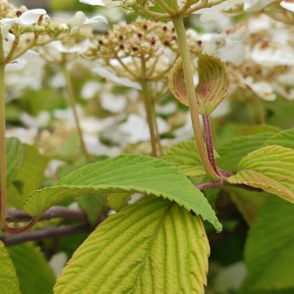 Viburnum plicatum Flower