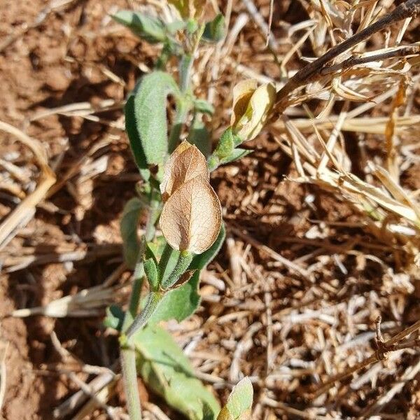 Dicliptera napierae Lapas