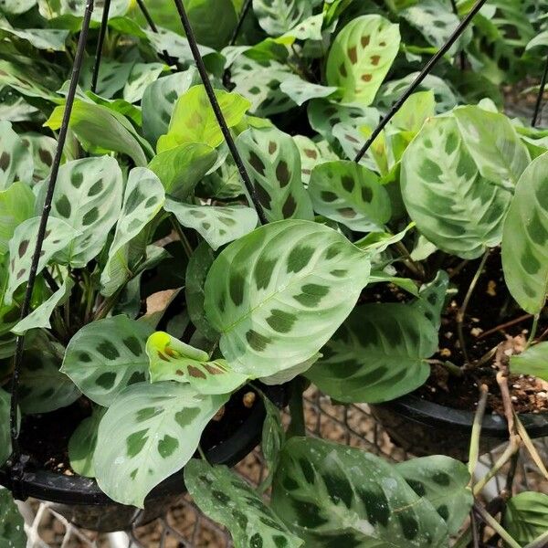 Maranta leuconeura Лист