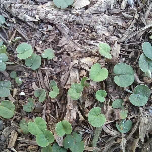 Dichondra micrantha 葉