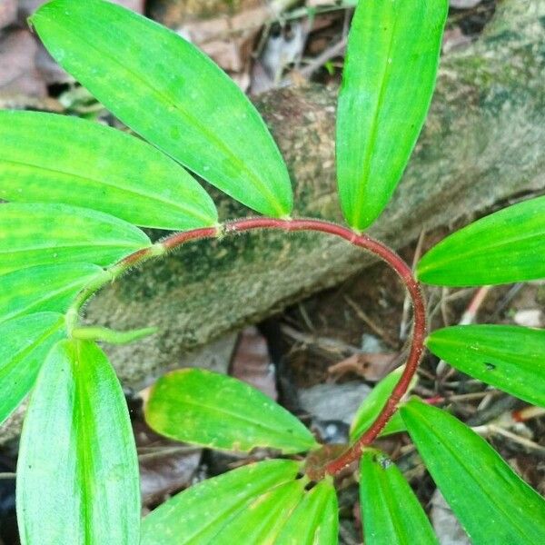 Hellenia speciosa Blatt