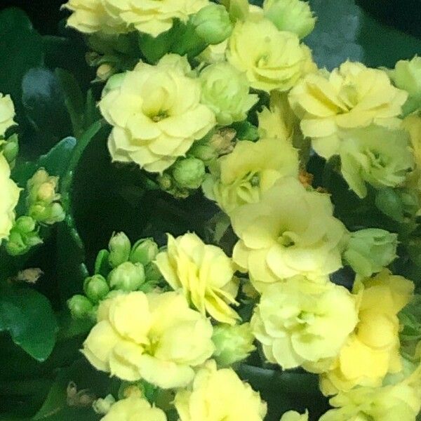 Kalanchoe blossfeldiana Fleur