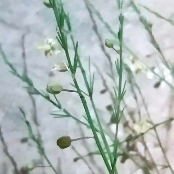 Asparagus officinalis Flower