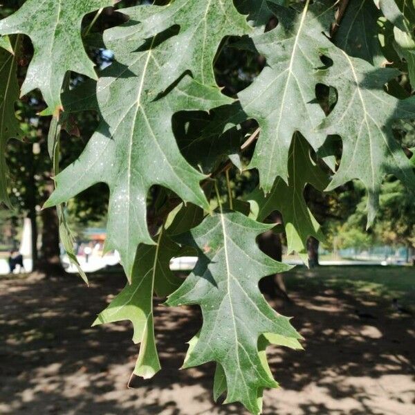 Quercus rubra पत्ता