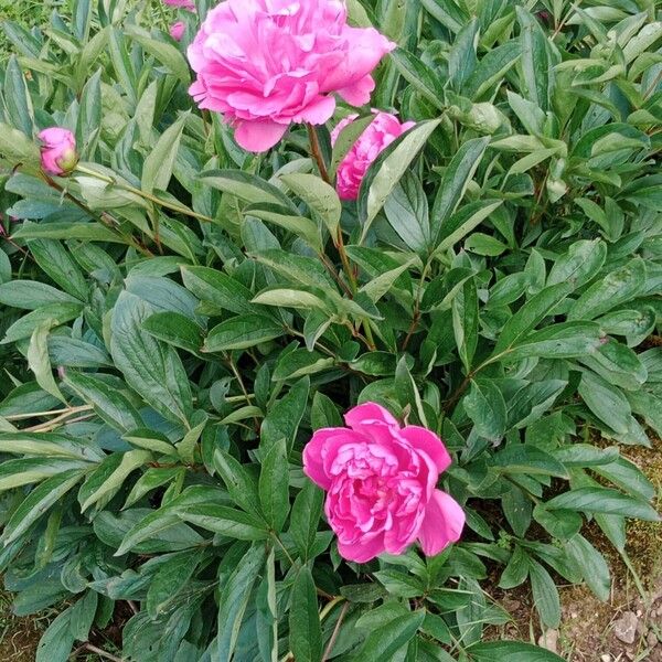 Paeonia lactiflora Habit