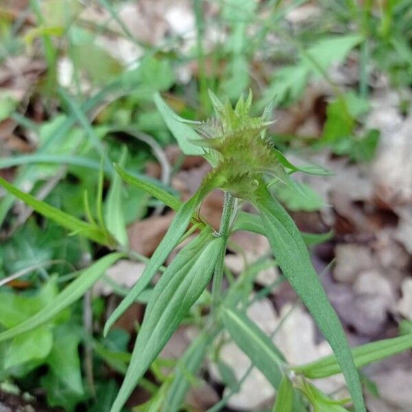 Melampyrum cristatum 葉