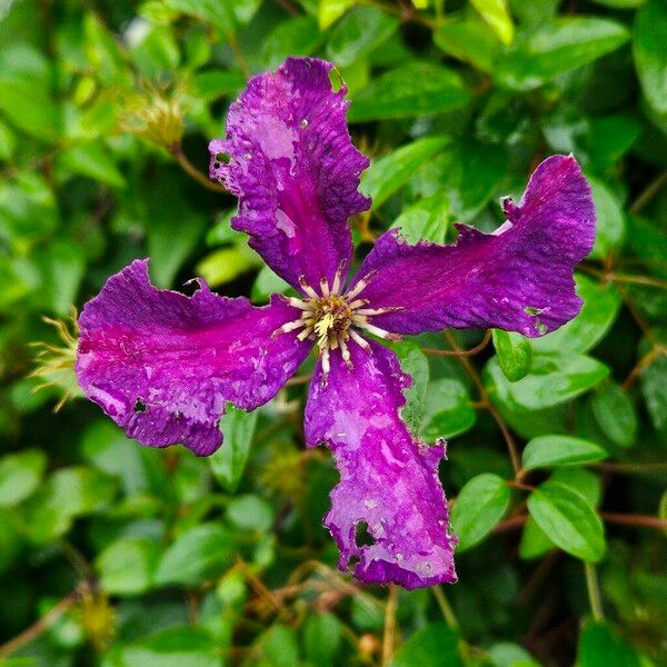 Clematis viticella Fiore