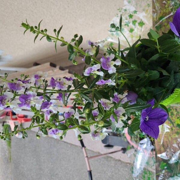 Angelonia angustifolia 花