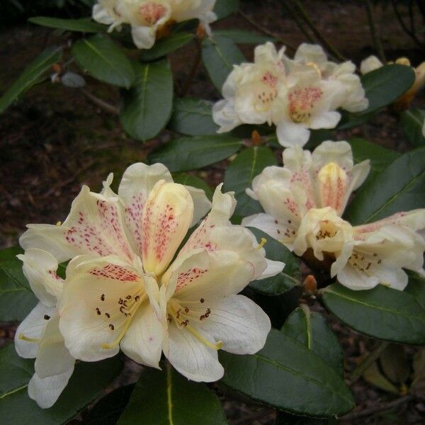 Rhododendron lanatum Blomst