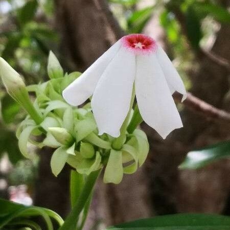 Cerbera manghas फूल