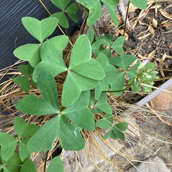 Oxalis latifolia Leaf