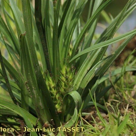 Carex hordeistichos Habit