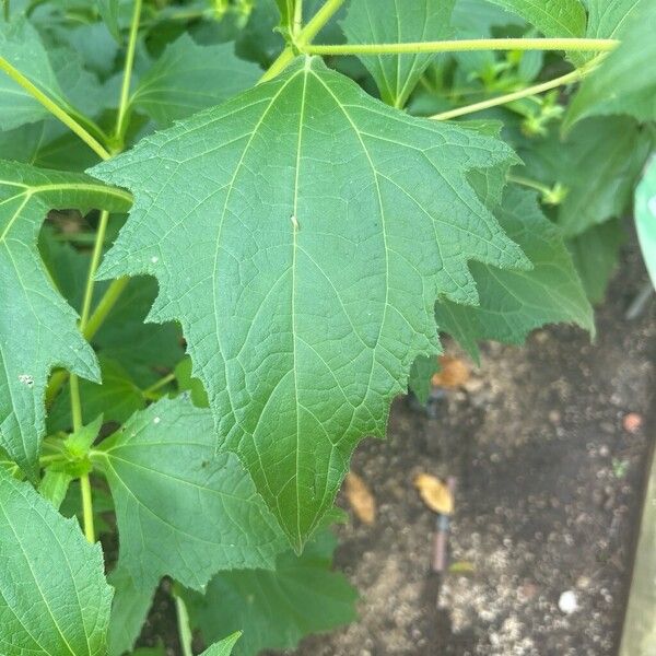 Sigesbeckia orientalis Blad