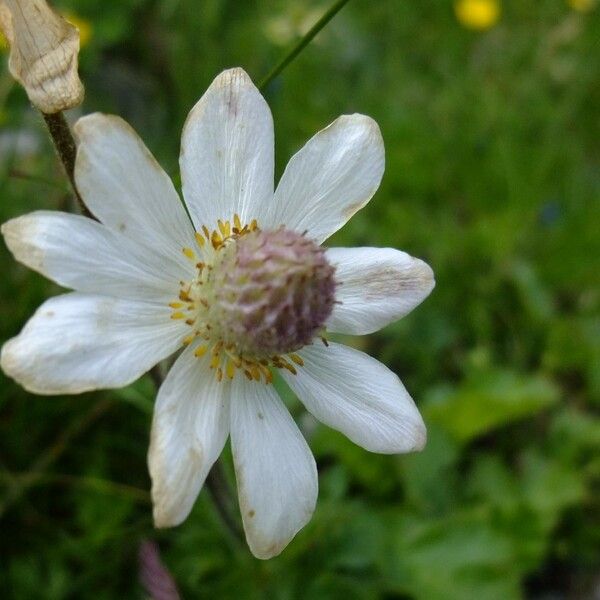 Callianthemum coriandrifolium Other