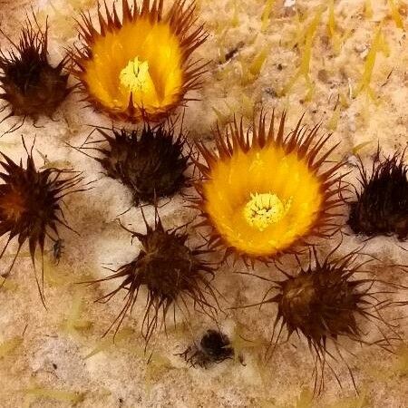 Echinocactus grusonii Flower