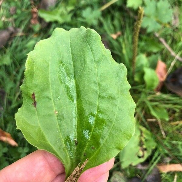 Plantago rugelii Лист