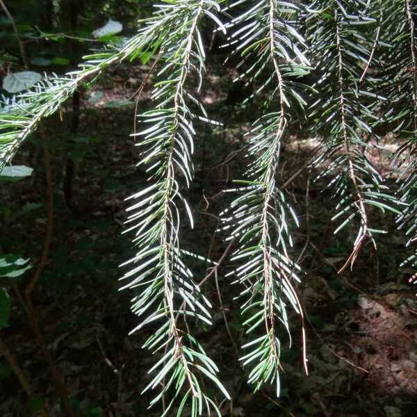 Abies concolor Leaf