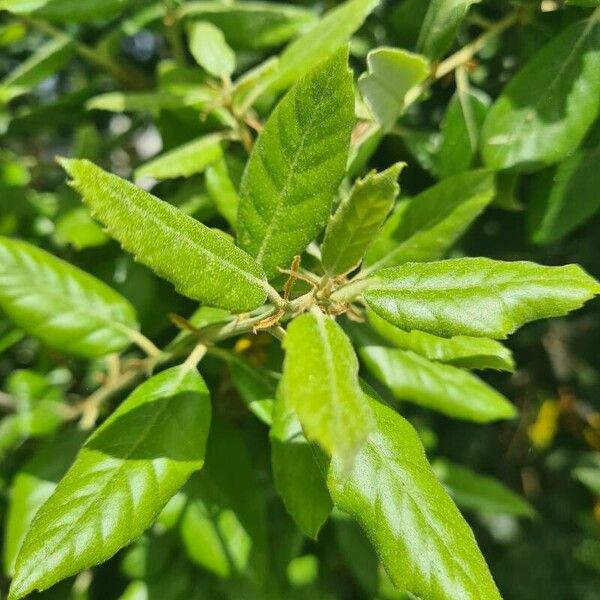 Elaeagnus umbellata برگ