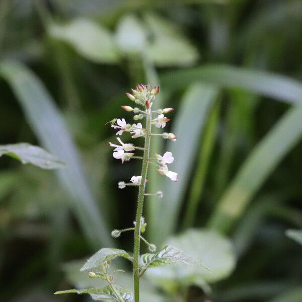 Circaea lutetiana Flower