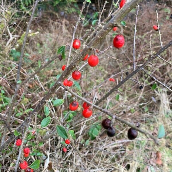 Cotoneaster simonsii Фрукт