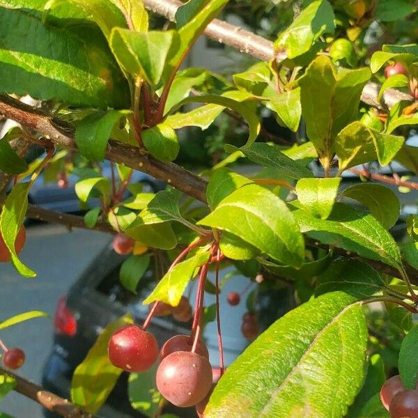 Malus hupehensis Fruit