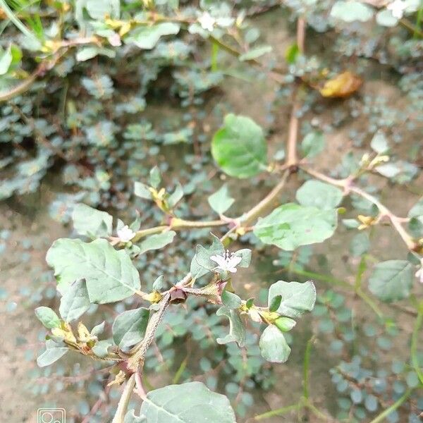 Trianthema portulacastrum Květ