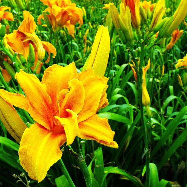 Hemerocallis lilioasphodelus Blomst