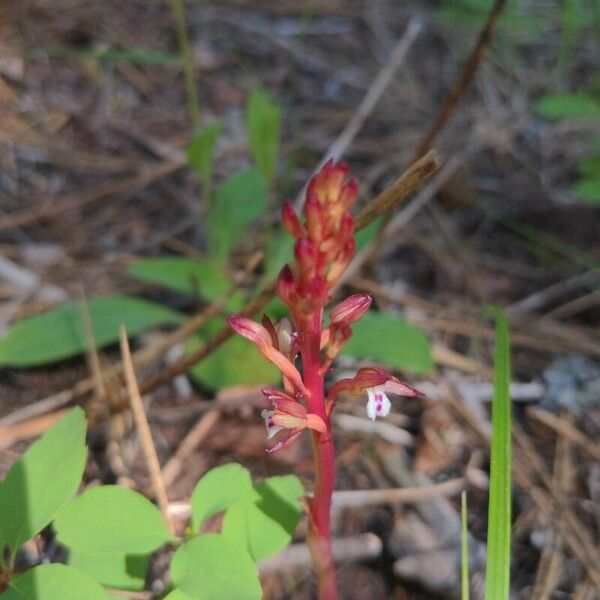 Corallorhiza maculata Liść