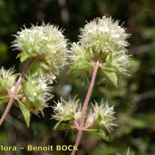 Thymus pannonicus Fruit