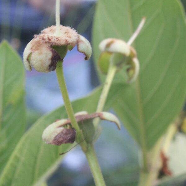 Psidium guineense Fruit