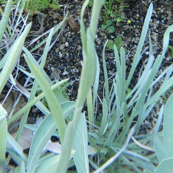 Salvia apiana Leaf