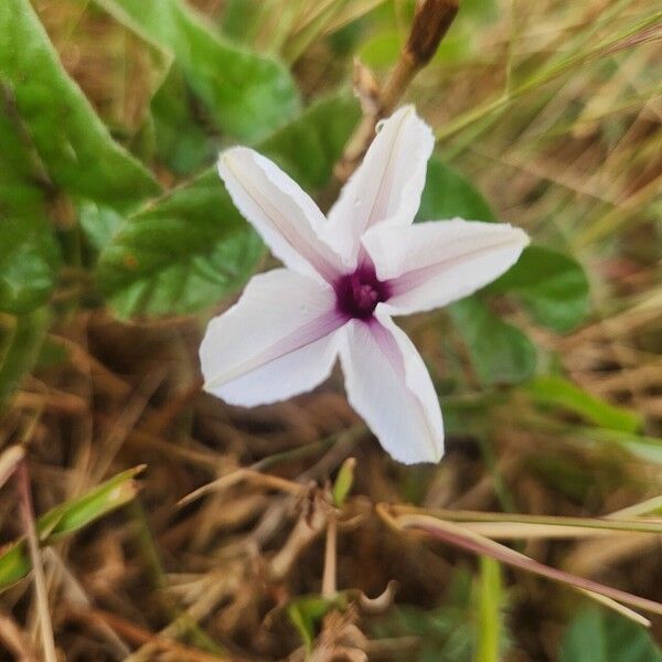 Ipomoea mombassana Kvet