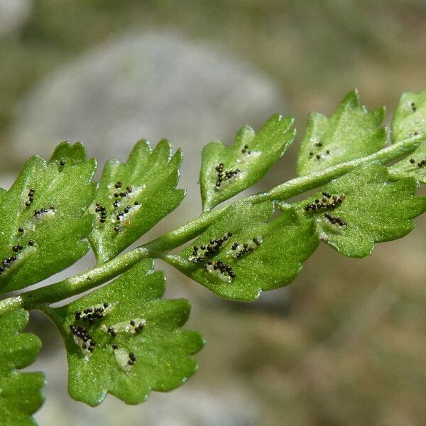 Asplenium viride Fruto