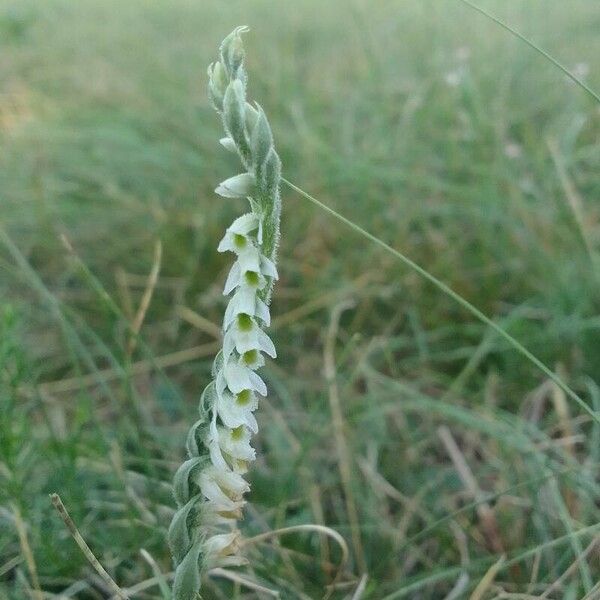 Spiranthes spiralis 花