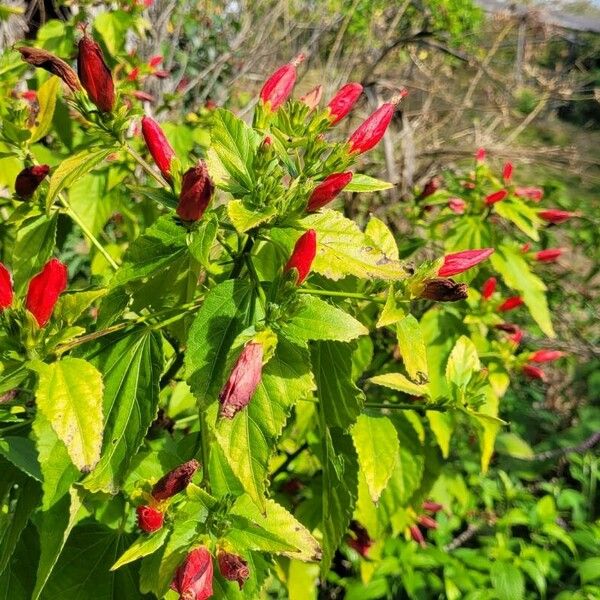 Malvaviscus penduliflorus Hoja