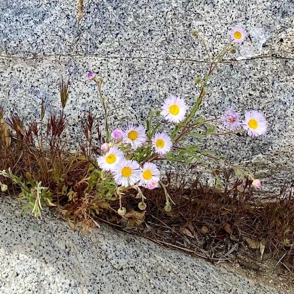 Erigeron glabellus Žiedas