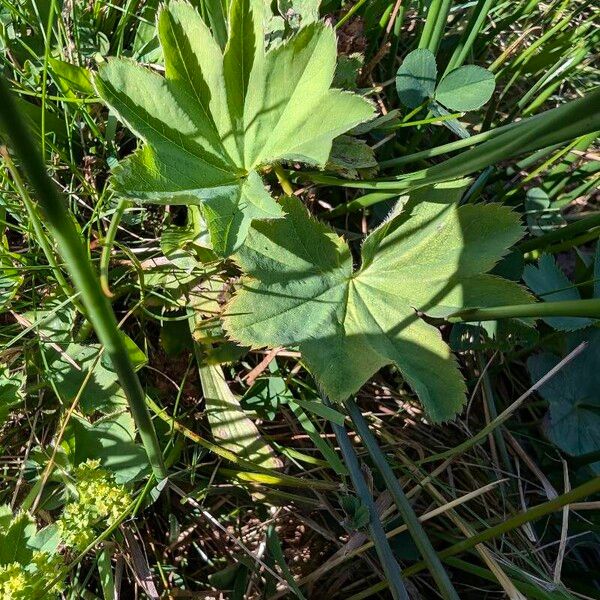 Alchemilla monticola 葉