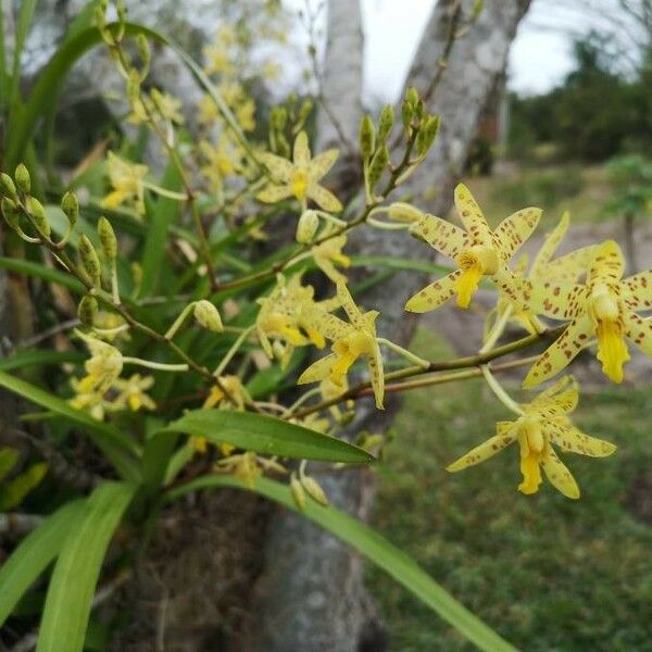 Ansellia africana Flower