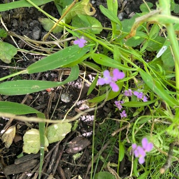 Iberis umbellata Flor