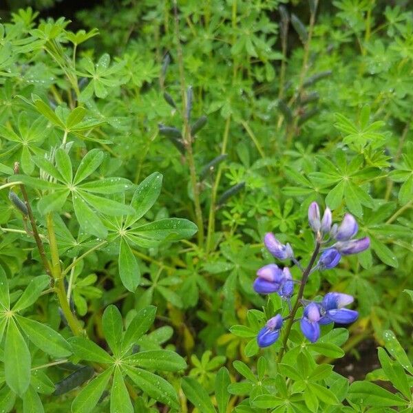 Lupinus nootkatensis その他の提案