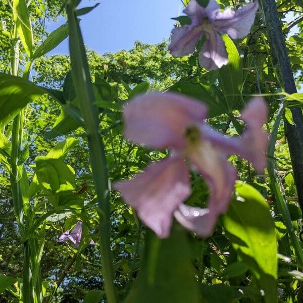 Clematis crispa Blomma