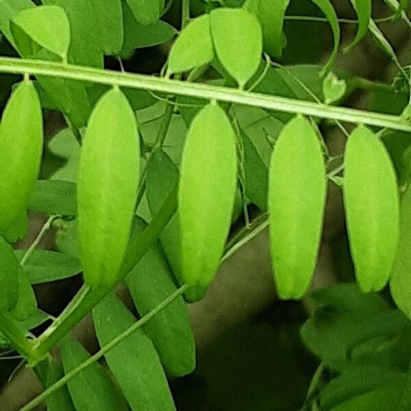 Vicia hirsuta Leaf