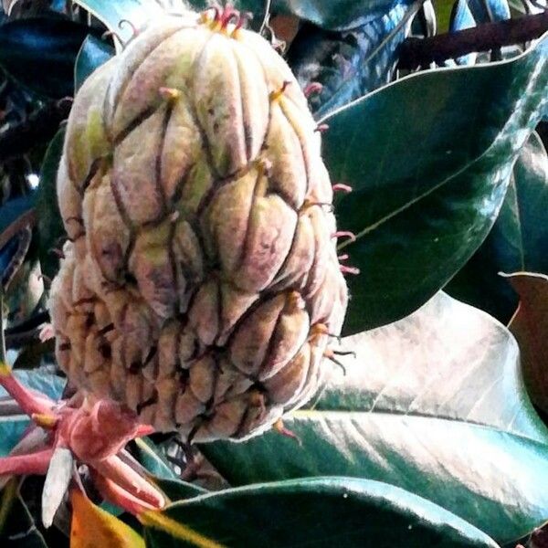 Magnolia grandiflora Frucht